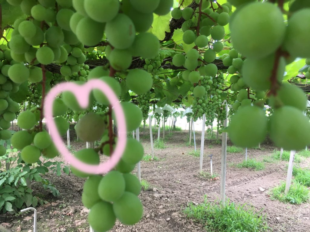 山梨県のぶどう