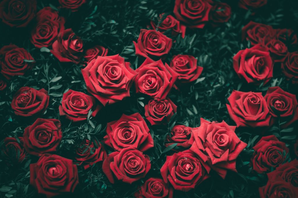 お花　Rose
